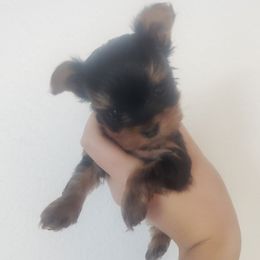 Nemo - Black and gold male Yorkshire Terrier puppy in Sacramento, California from Pretty Li'l Yorkies