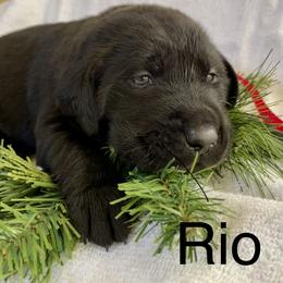 Rio - Black male Labrador Retriever puppy in Mineral, Virginia from Canine Assist