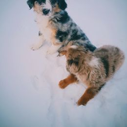 Miniature Australian Shepherd and Toy Australian Shepherd Puppies from Kinsley's Cuties & SouthPaw Creations