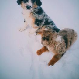 Miniature Australian Shepherd and Toy Australian Shepherd Puppies from Kinsley's Cuties & SouthPaw Creations