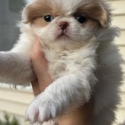 Minnie - Red and white female Japanese Chin puppy in San Diego, California from Itty Bittys