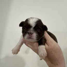 Boy 2 - Liver and white male Shih Tzu puppy in Springfield, Missouri from Lopez Family Tails