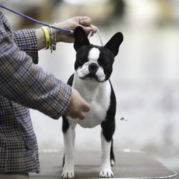 BB - Boston Terrier