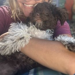 Lagotto Romagnolo Puppies from Anna’s Lagottos