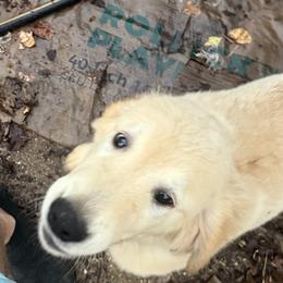 Pecan Orchard's Houston Rocket - Golden male Golden Retriever puppy in Pearland, Texas from Pecan Orchard Goldens