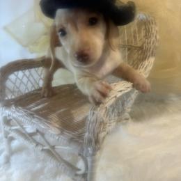 FOUND NEW HOME - Cream female Dachshund puppy in Polo, Missouri from Blue Tails Farm
