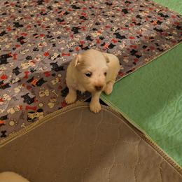 Eli - White male Maltese puppy in Walker County, Georgia from Heltons Little Gems