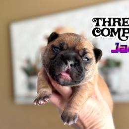Three's Company, Jack Ripper - Blue fawn male French Bulldog puppy in Salem, Oregon from Toy House Frenchies
