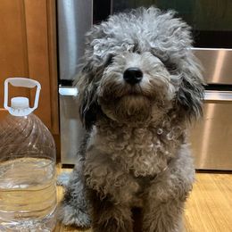 Prince - Poodle