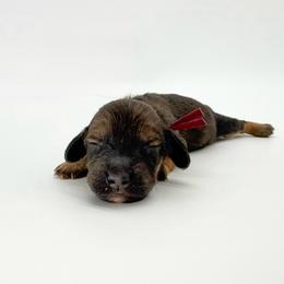 Sage - Sable male Dachshund puppy in Waddell, Arizona from Neu Doxies