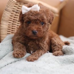 Maple - Red  female Poodle puppy in Axtell, Texas from Dlm_doodles