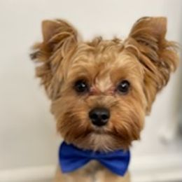 Luke - Yorkshire Terrier