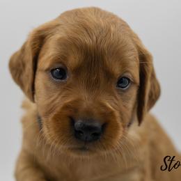 Golden Retriever Puppies from Stormy Hill Golden Retrievers