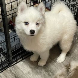 Pomsky Puppies from Pomskies 4 Dayz