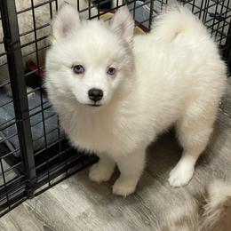 Pomsky Puppies from Pomskies 4 Dayz