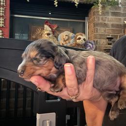 Girl 4 - Dapple female Dachshund puppy in Falcon, Missouri from K2D2 Farm
