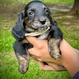 Padme - Black and tan female Dachshund puppy in El Dorado, Arkansas from LovelylilDoxies