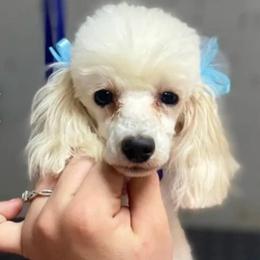 Snoh - Poodle