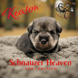 Keaton AKC - Salt and pepper male Miniature Schnauzer puppy in Pelzer, South Carolina from Schnauzer Heaven Von Longbach