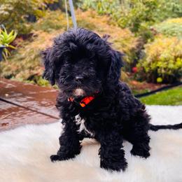 Leo - Black and white male Cavapoo puppy in Jackson, California from Oodles & Doodles
