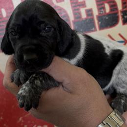 Clemons Orange collar - Black roan female German Shorthaired Pointer puppy in Six Mile, South Carolina from The Proper Pointer Co.