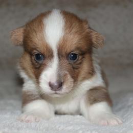 Candy (bluie Sable) - Blue female Pembroke Welsh Corgi puppy in Washington from Castle View Royal Rumps