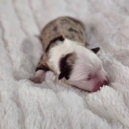 Flower - Red merle female Miniature Australian Shepherd puppy in Gainesboro, Tennessee from Family Tradition