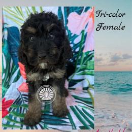St. Lucia - Tri-color female Bernedoodle puppy in Godwin, North Carolina from Farm Sweet Farm Doodles