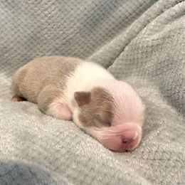 Boy 1 - Boston Terrier puppy in George West, Texas from Duke of Earl’s Boston Terriers