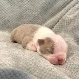 Boy 1 - Boston Terrier puppy in George West, Texas from Duke of Earl’s Boston Terriers