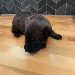 Snow - Fawn female Belgian Malinois puppy in Signal Mountain, Tennessee from Torgun Police Dogs
