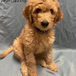 Goldendoodle Puppies from Main Street Goldendoodles