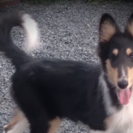 Girl 2 - Collie puppy from Lovely Heart Collies