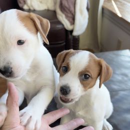 Jack Russell Terrier Puppies from Shavano Creek Jack Russell Terriers, LLC