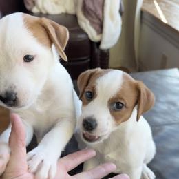 Jack Russell Terrier Puppies from Shavano Creek Jack Russell Terriers, LLC