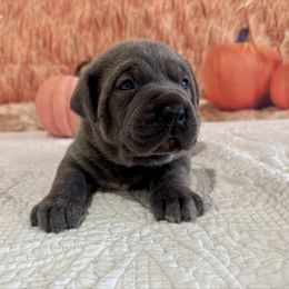 Kyle- BLUE BRINDLE - Gray brindle male Cane Corso puppy in Loogootee, Indiana from Walnut Creek Cane Corso