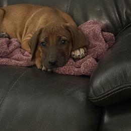 Sierra - Rd whtn blk nose female Rhodesian Ridgeback puppy in Greenville, Ohio from Masai's Pride Rhodesian Ridgbacks