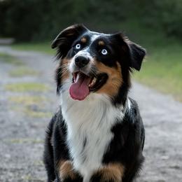 Australian Shepherds from U Cross Australian Shepherds