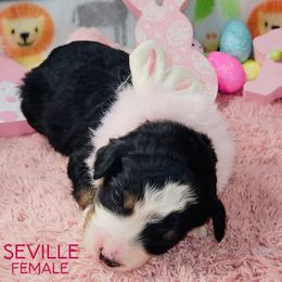 Seville - Tri-color female Bernedoodle puppy in Beecher, Illinois from Erica’s Doodles