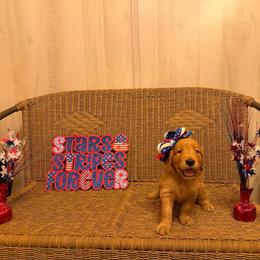 Teal Collar - Golden female Golden Retriever puppy in Monroe, Tennessee from Golden Girls Furever Friends