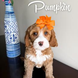Pumpkin - Red female Bernedoodle puppy in South Jordan, Utah from Wonderful World Doodles
