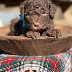 Whoodle Puppies from Leshas Whoodles