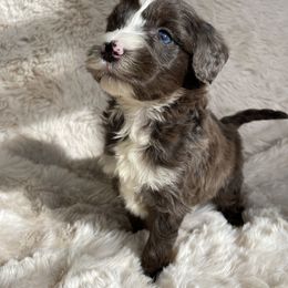 Bernedoodle, Cavapoo, and Goldendoodle Puppies from Doodle Amore