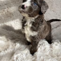 Bernedoodle, Cavapoo, and Goldendoodle Puppies from Doodle Amore