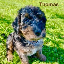 Thomas - Blue merle male Bernedoodle puppy in Spring Valley, Wisconsin from Filipiak Breeders
