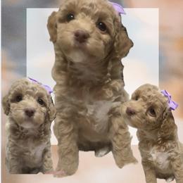 Hannah - Apricot female Goldendoodle puppy in Decatur, Texas from Scherrer Sweet Goldendoodles