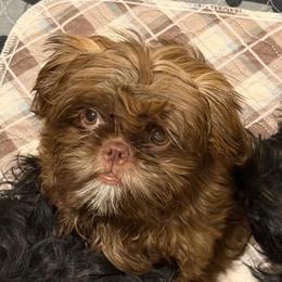 Linda - Liver and white female Shih Tzu puppy in Victorville, California from RUMBLE n TUMBLE