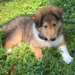 Sable Male 1 - Sable and white male Collie puppy in Danville, Pennsylvania from Brookwood Collies, Smooth & Rough