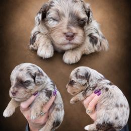Boy 1, Champ - Merle male Bernedoodle puppy in Delphos, Ohio from Route 66 Poodles & Doodles, Sapphire Shih-tzu's of Ohio