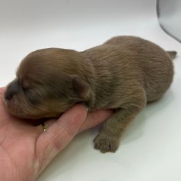 Lilac - Lilac male Shih Tzu puppy in Citrus Heights, California from The Lion dog Shih Tzu